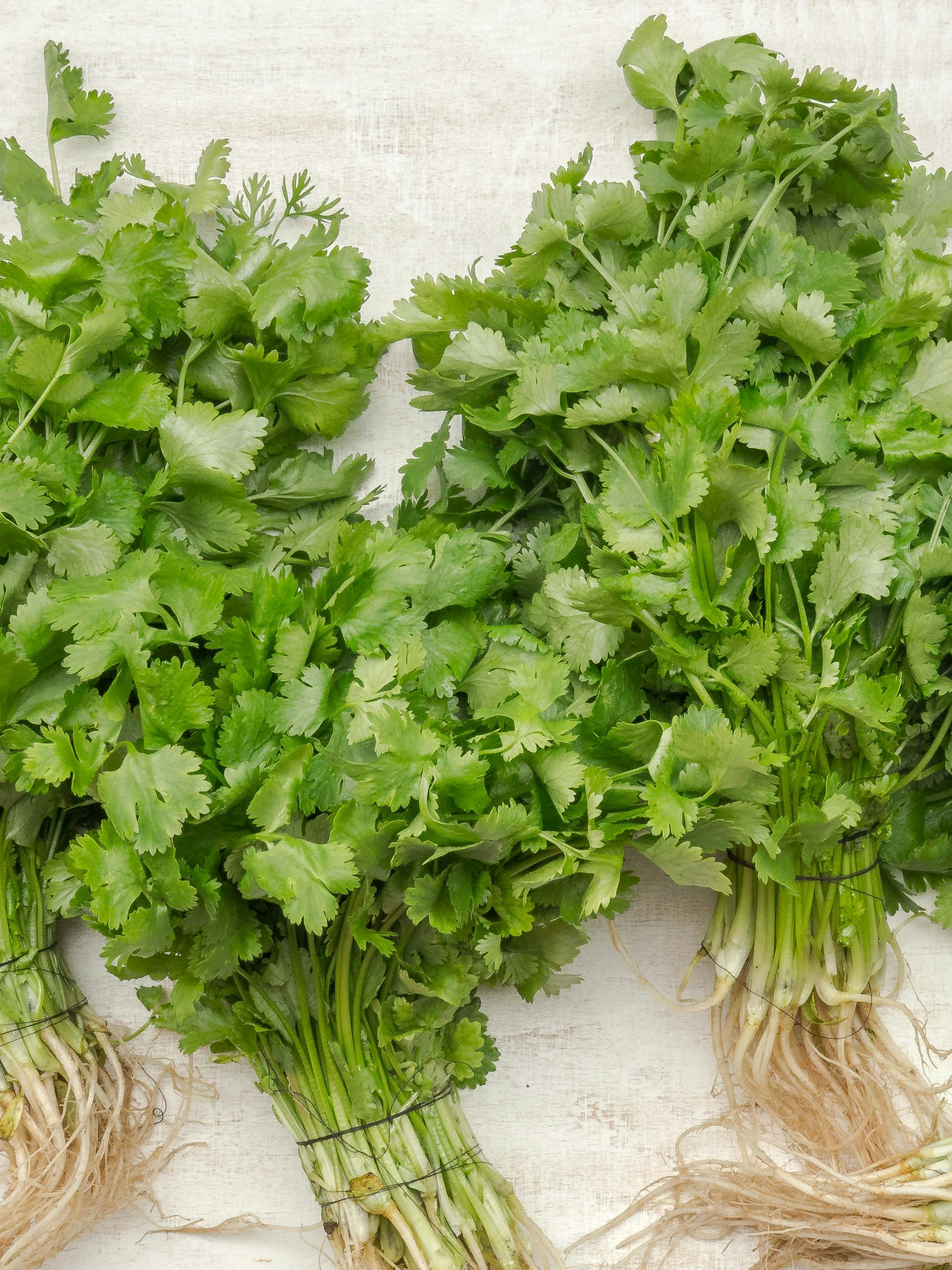 Cilantro Bunches