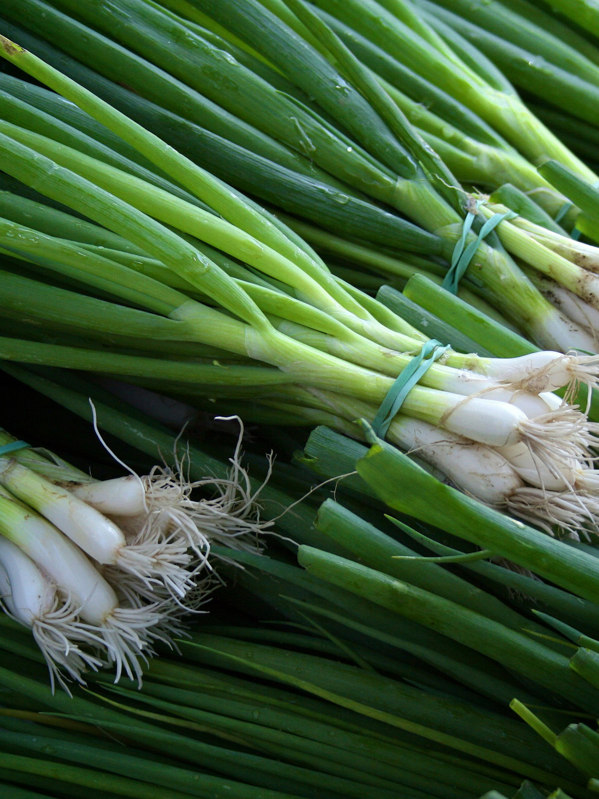 Green Onion Bunches