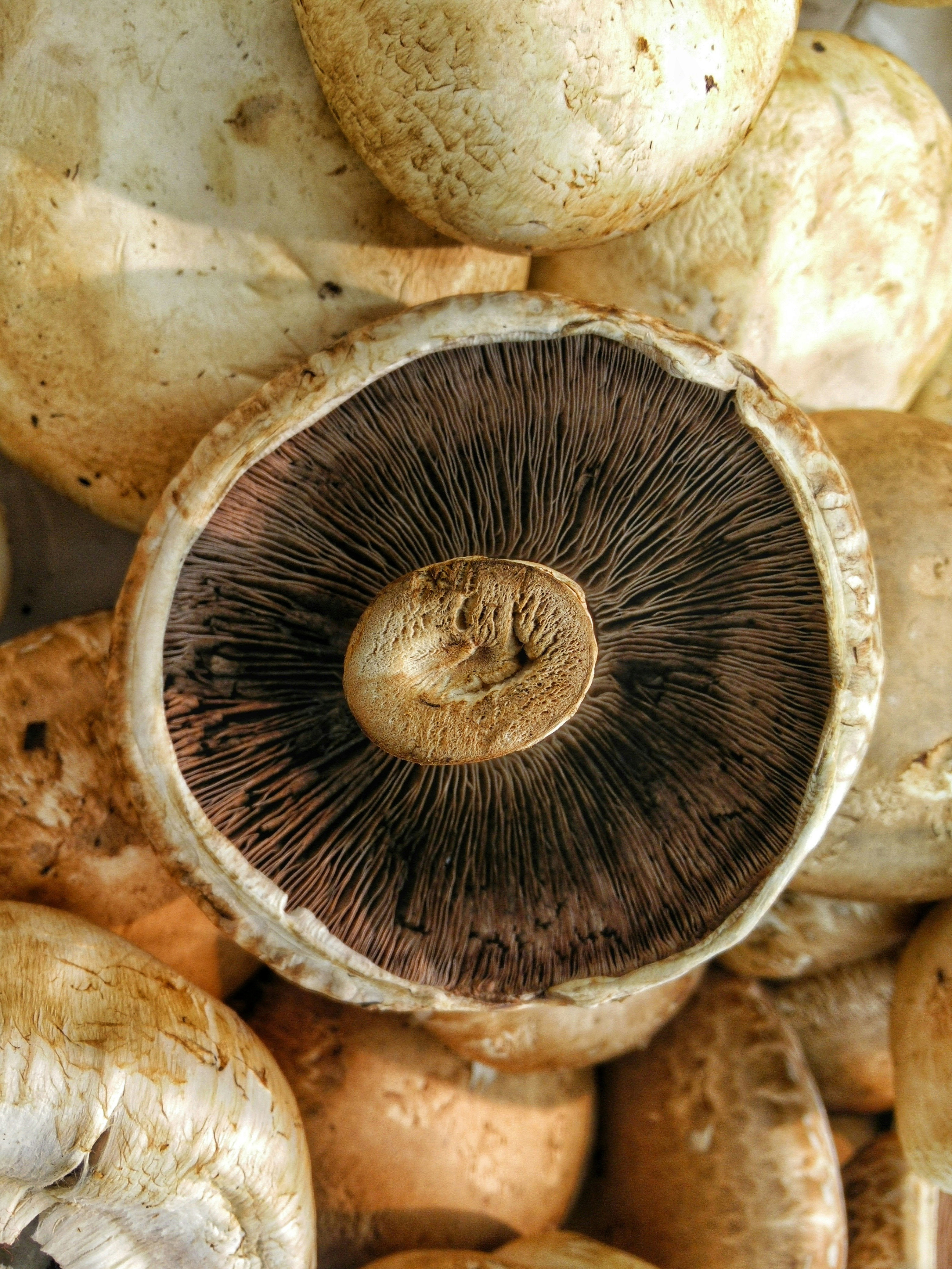 Portobello Mushrooms