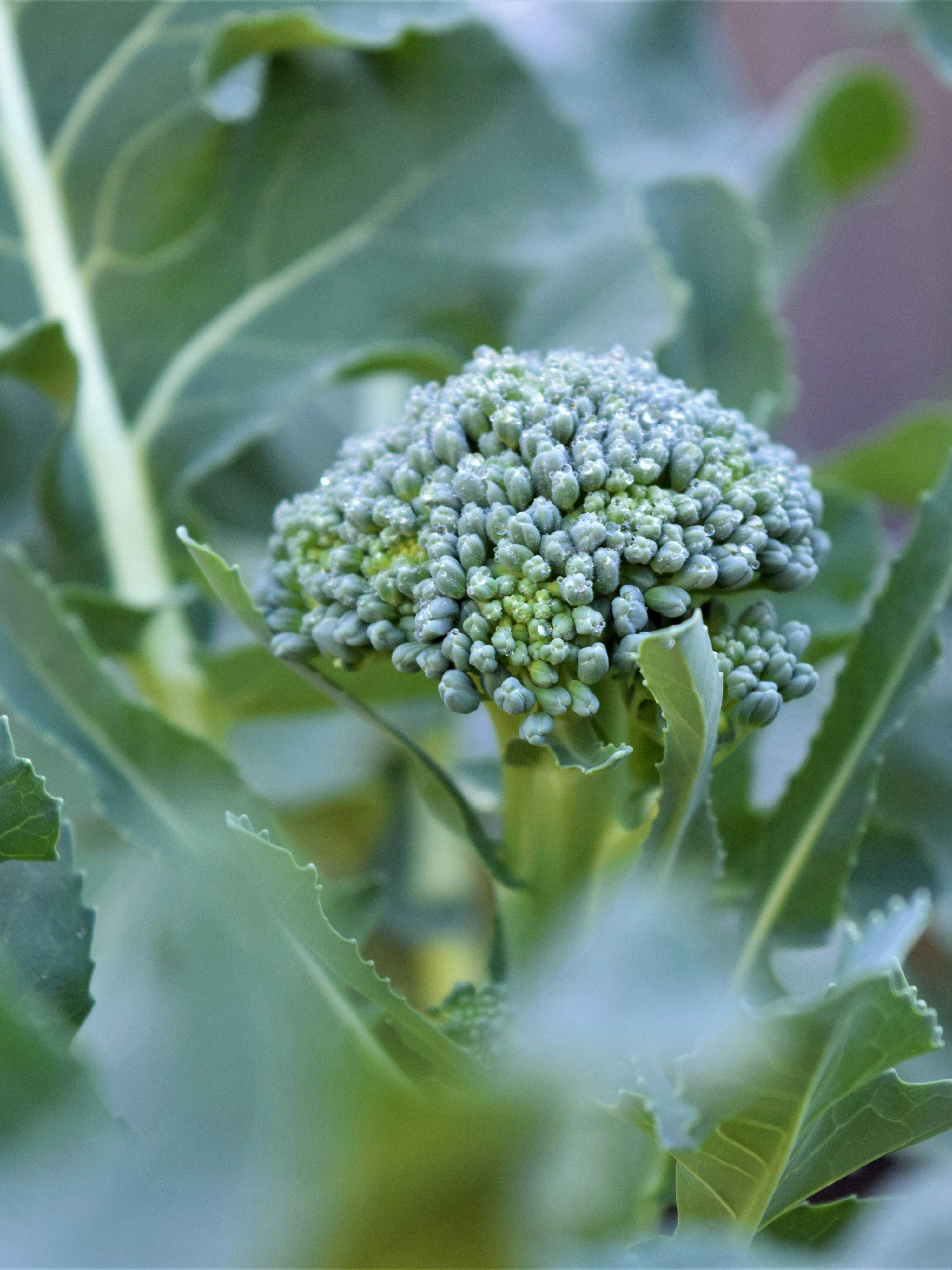 Broccoli