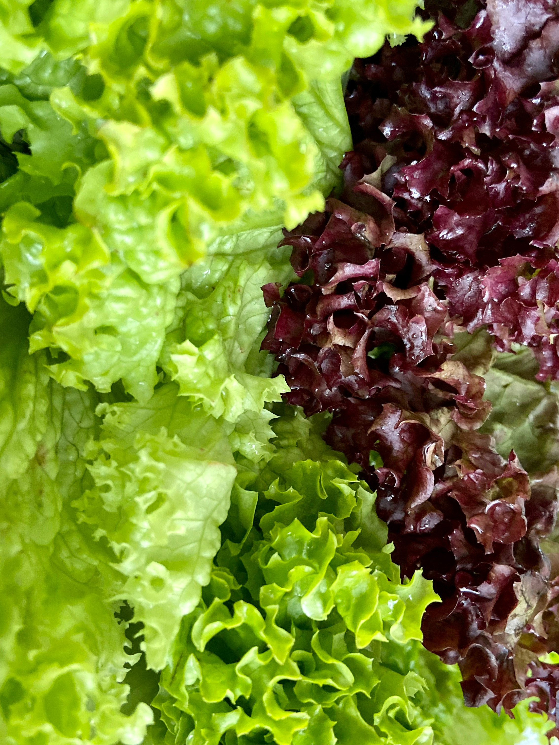 Red and Green Lettuce