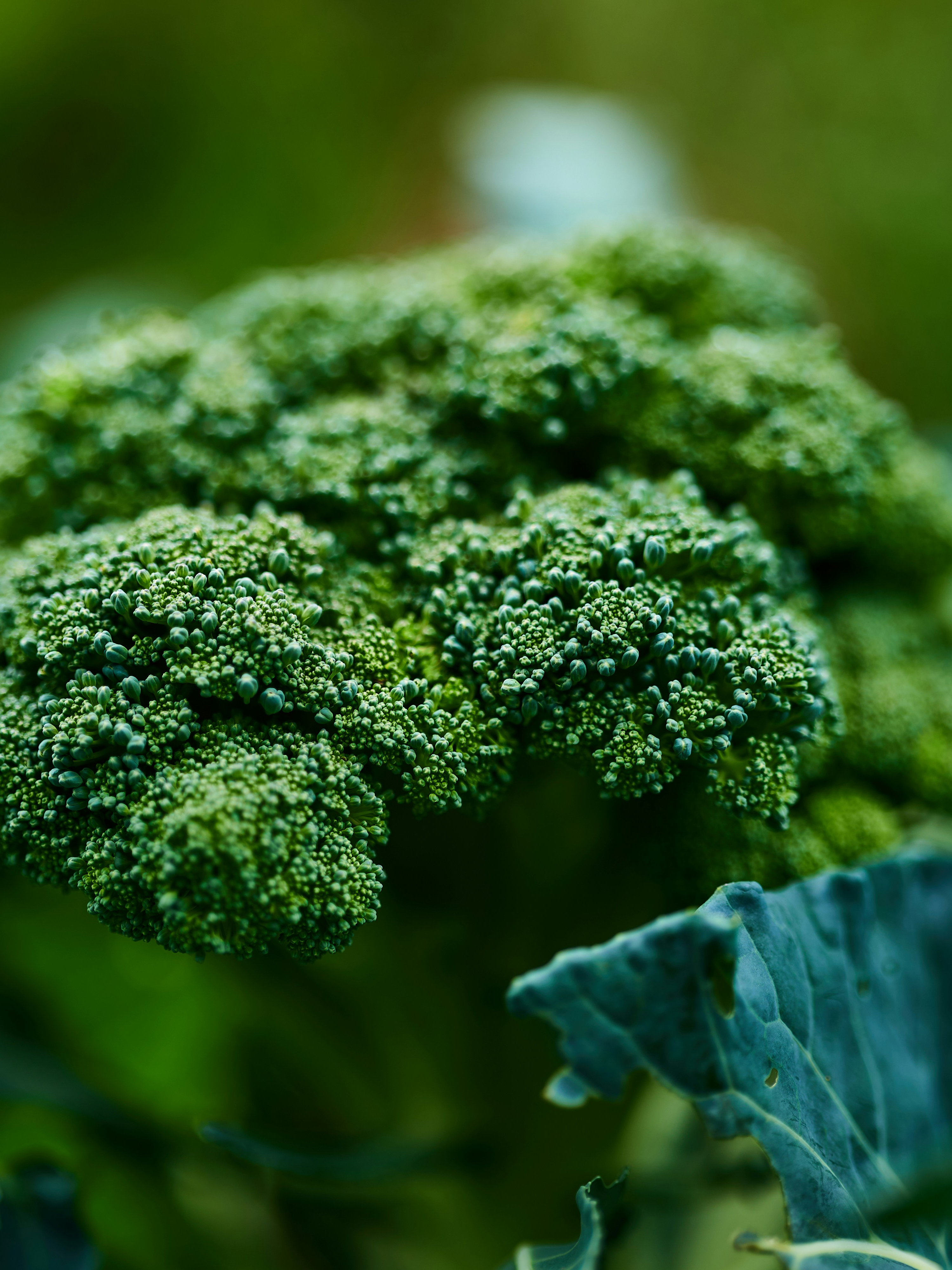 Broccoli