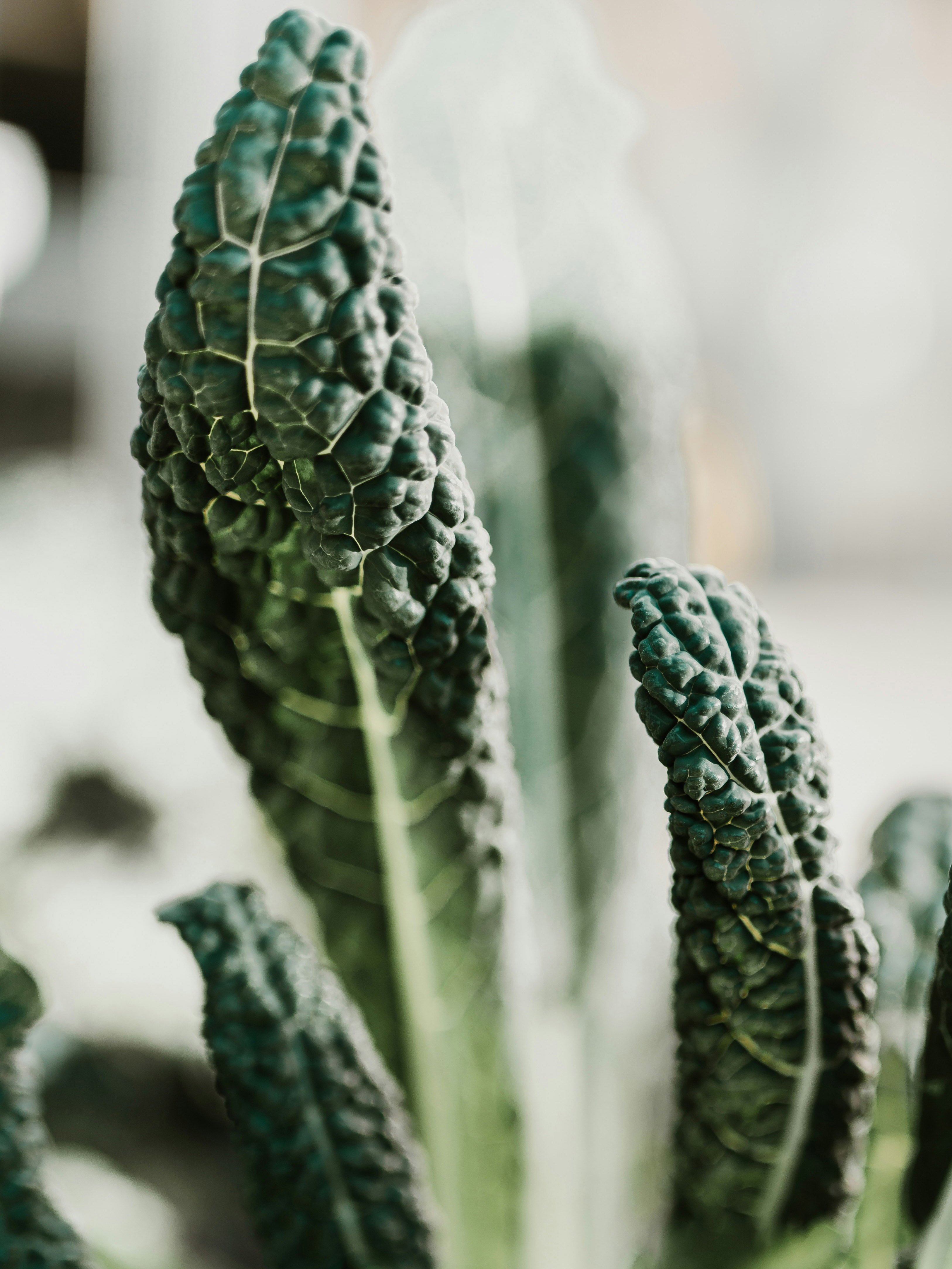 Dino Kale