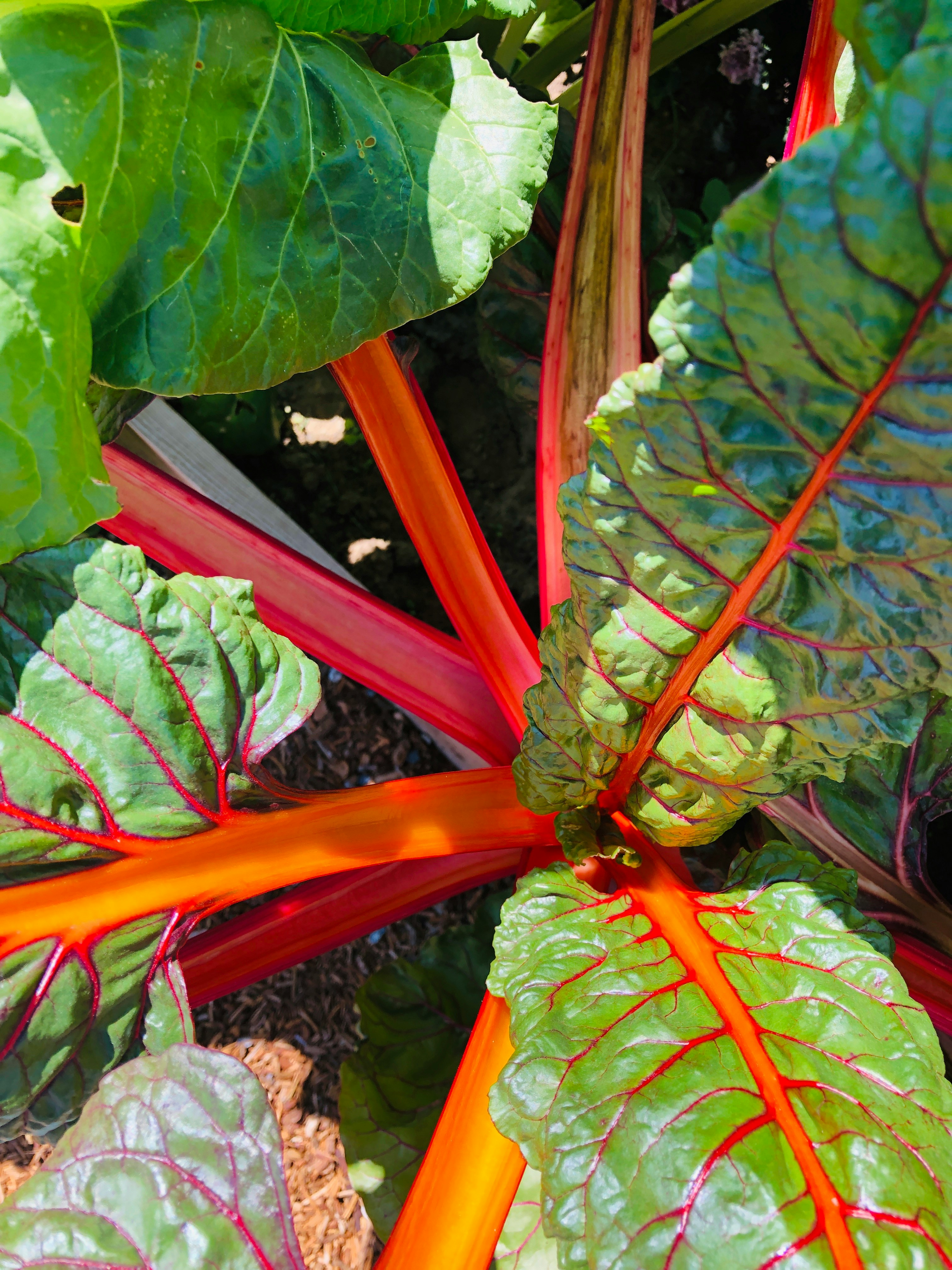 Rainbow Chard in a Garden