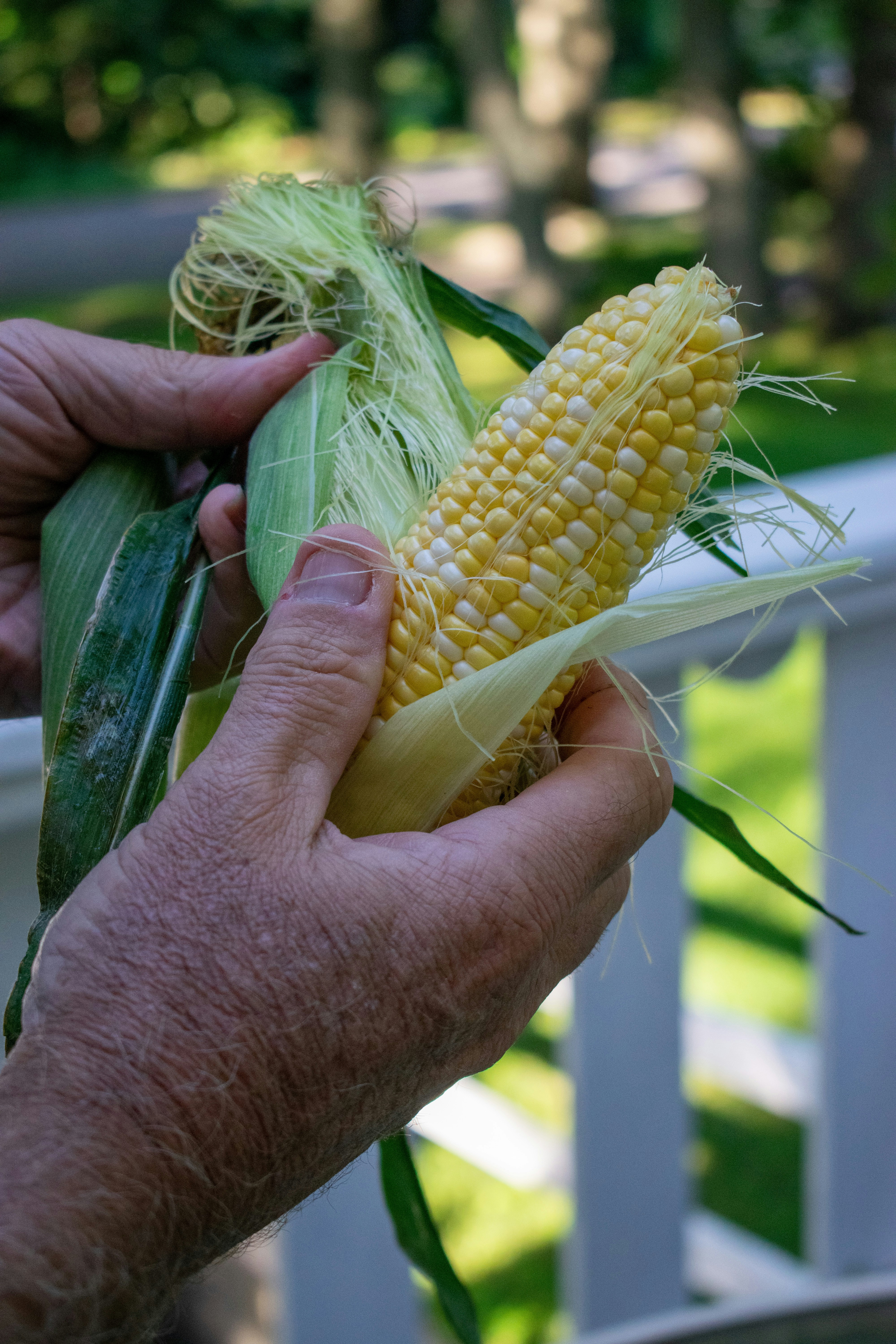 Ear of corn being shucked.