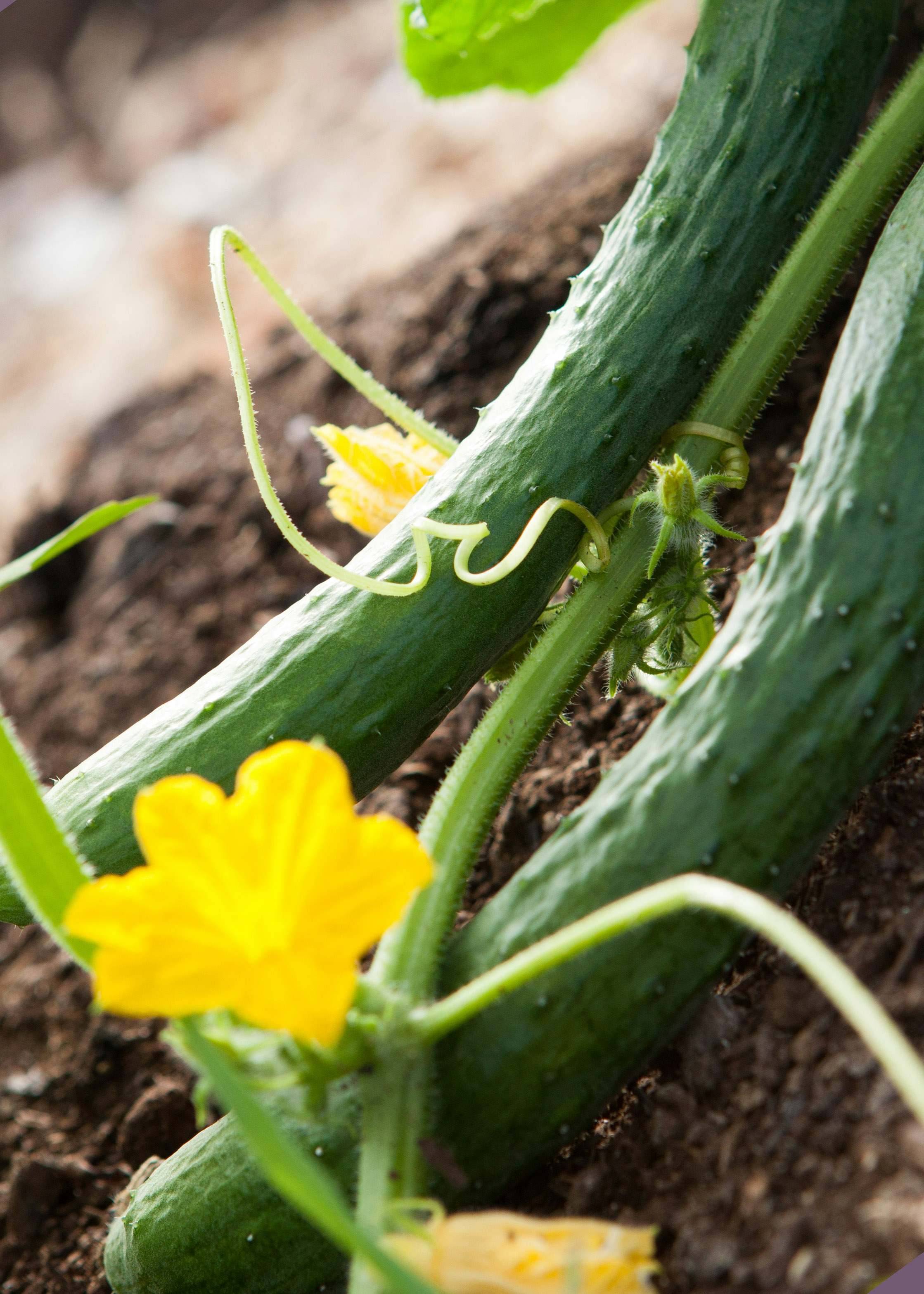 English Cucumbers On the Vine