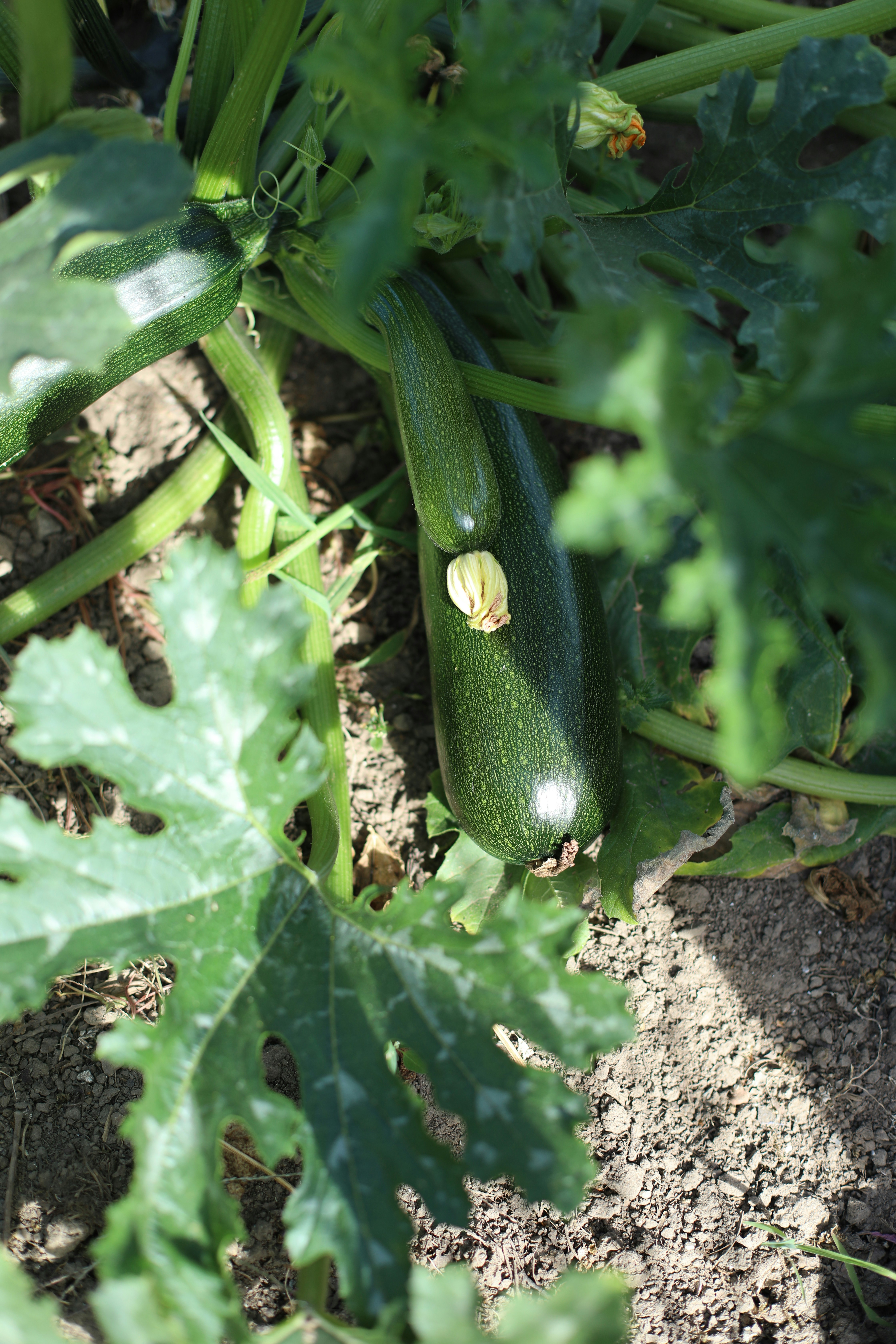 Zucchini On the Vine