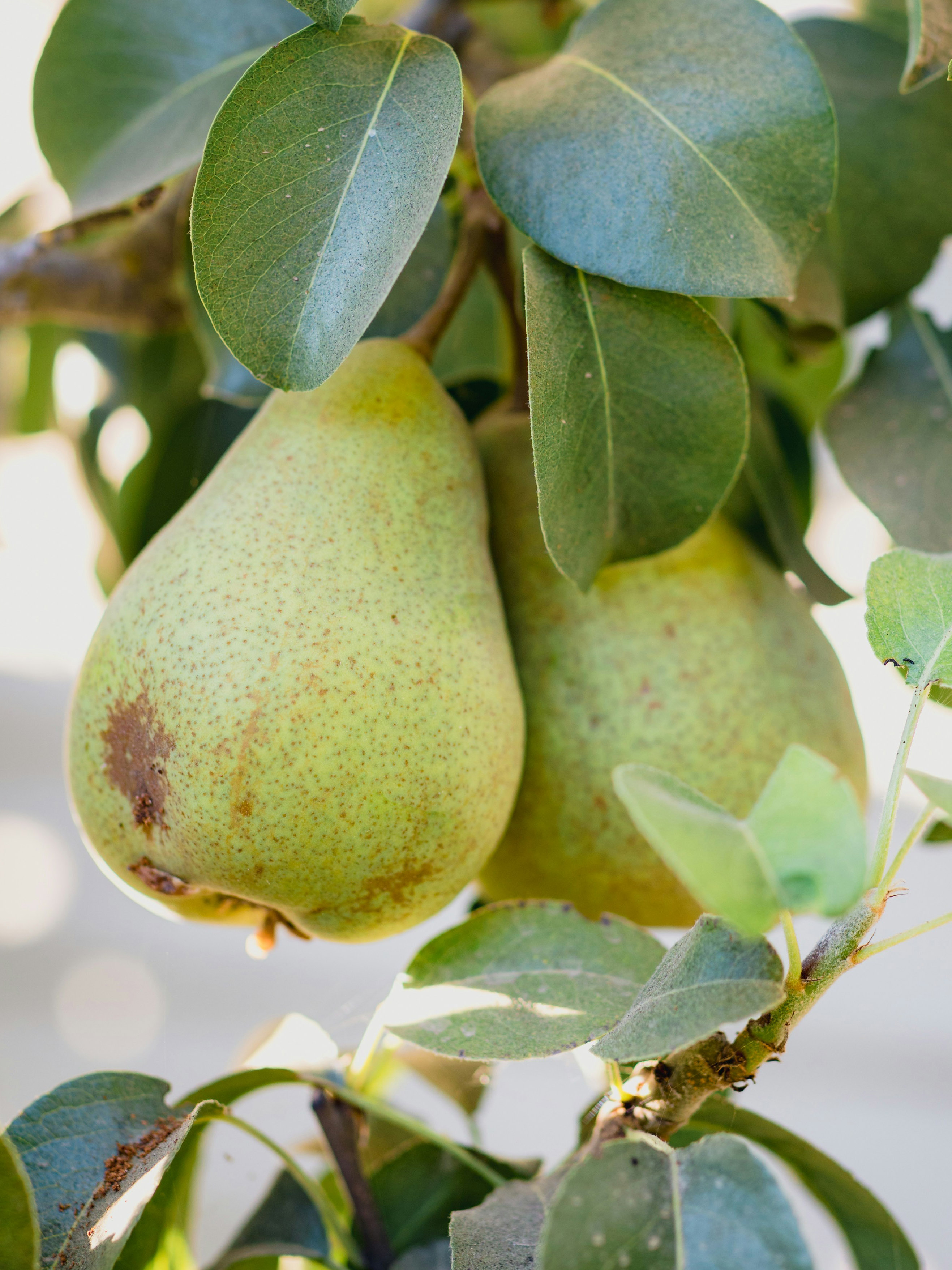 Pears on the tree.