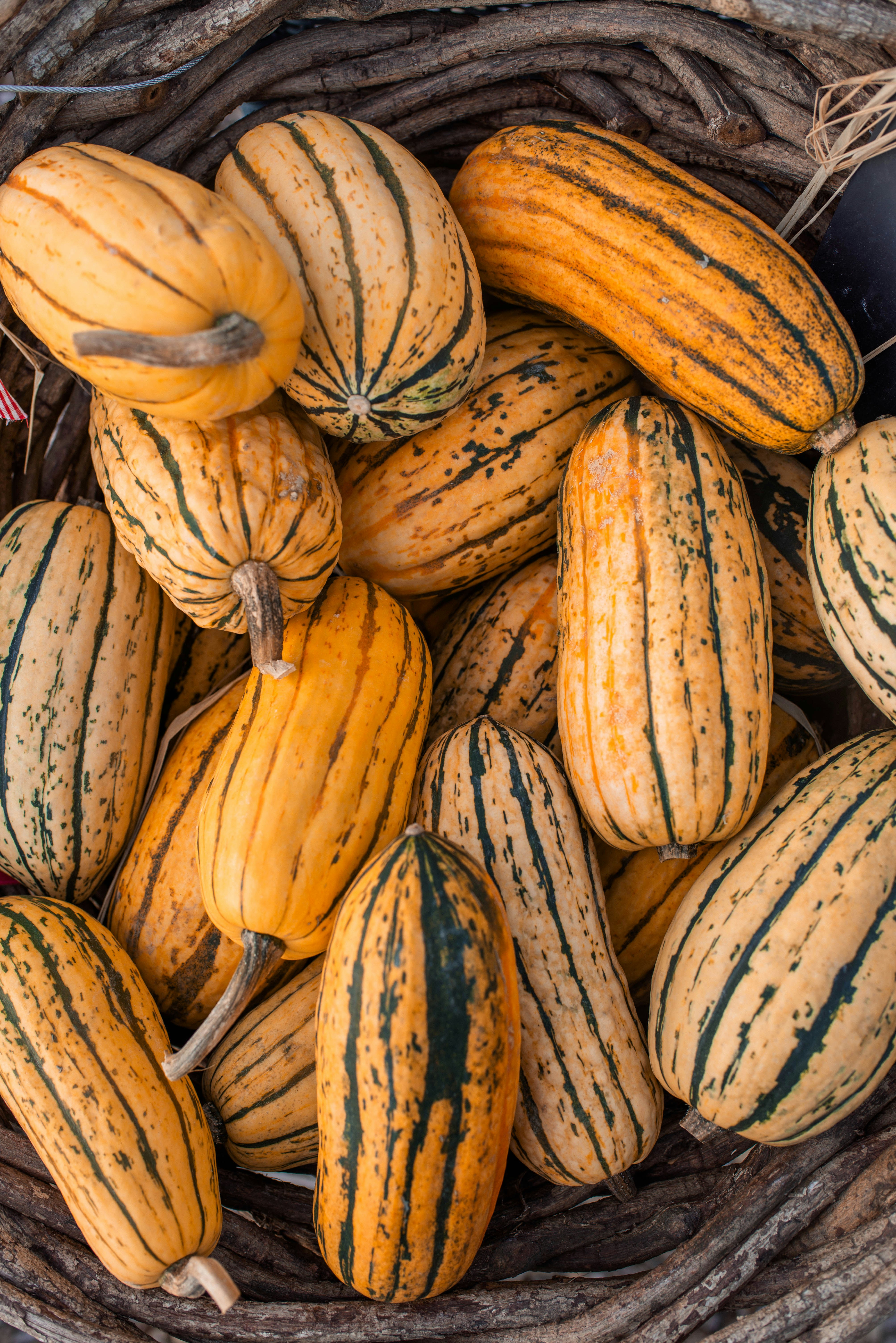 Delicata Squash