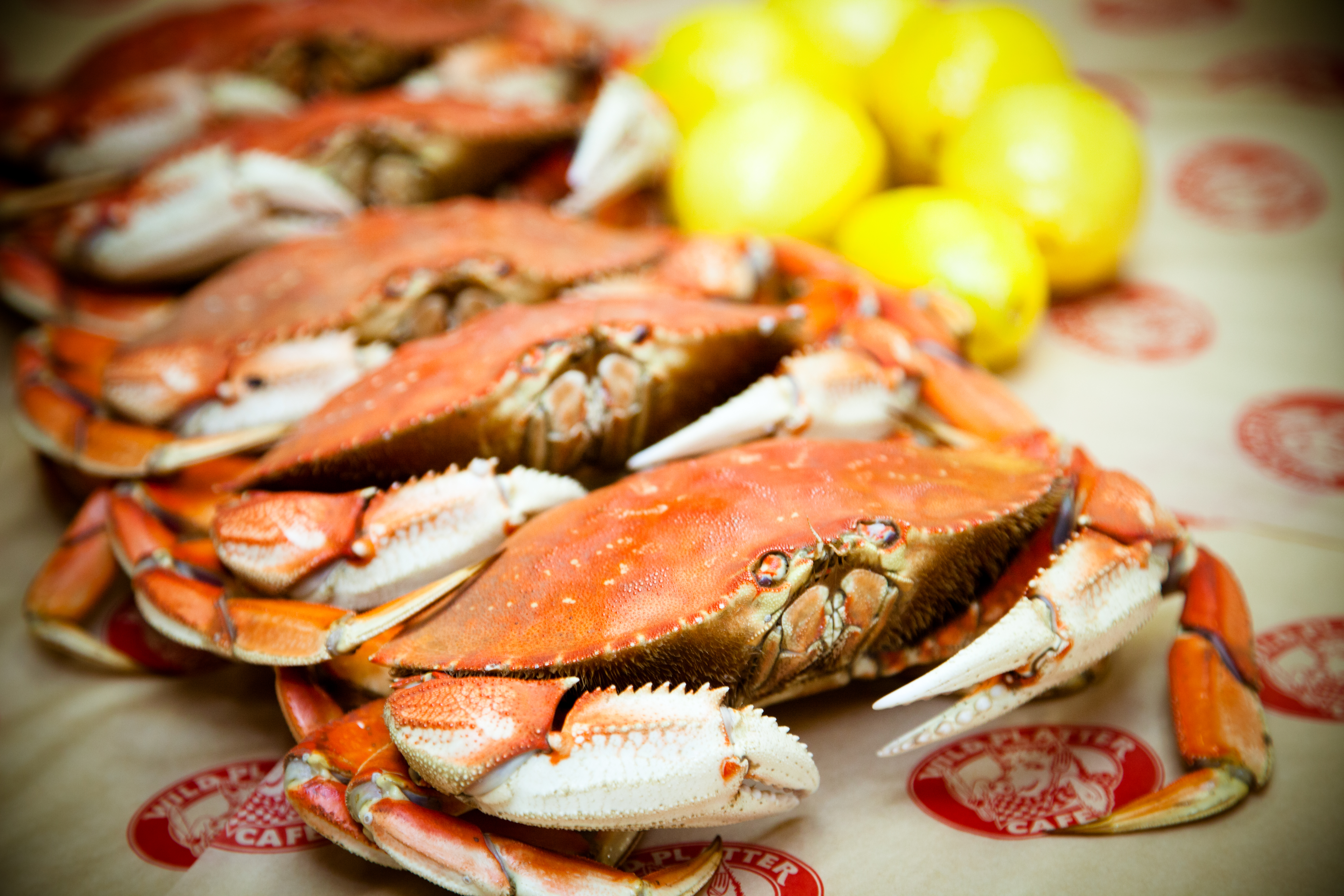 Dungeness Crab