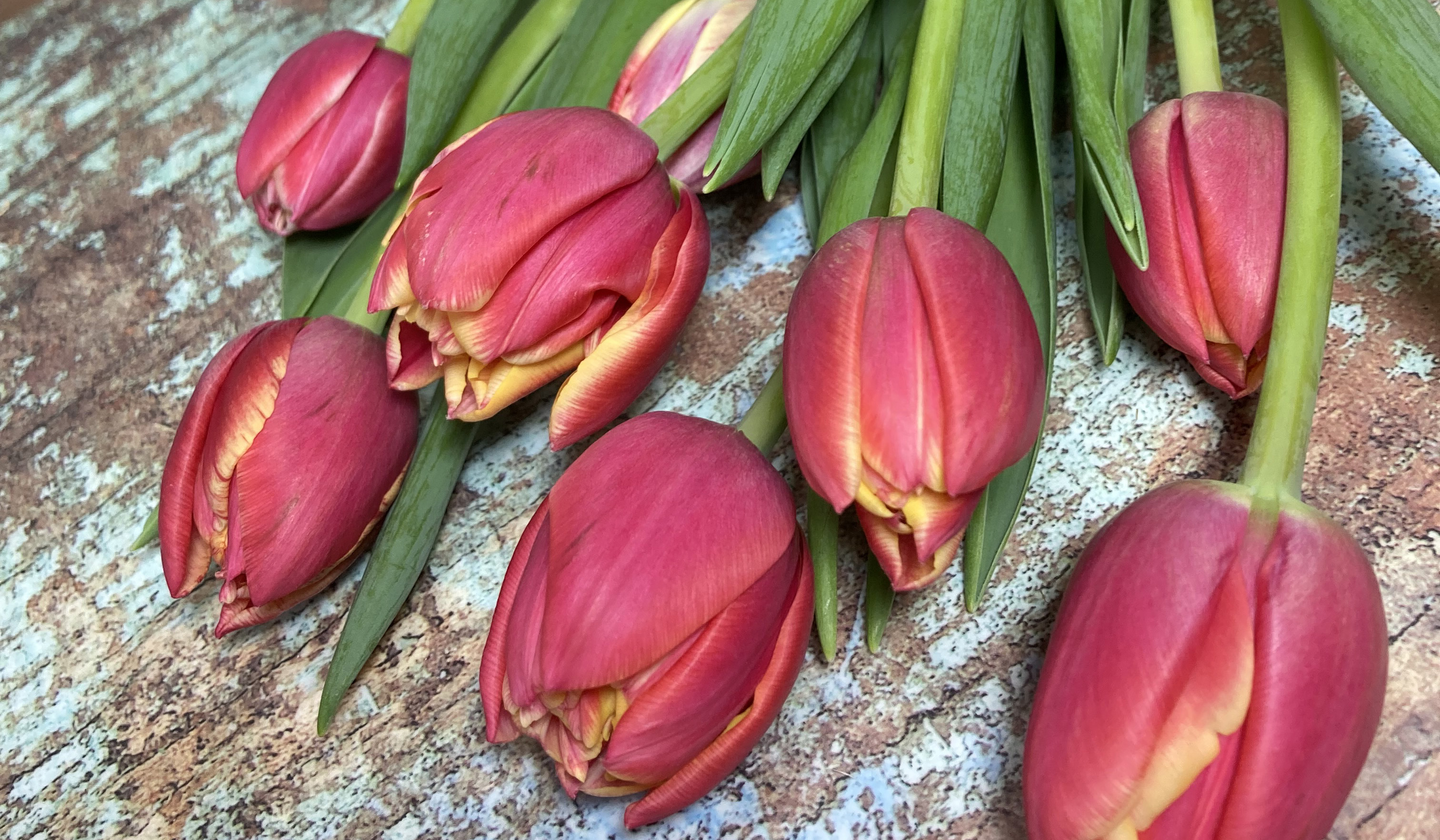 Colorful Tulips